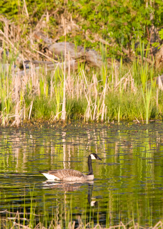 Canadian Goose Reflected In Wetland